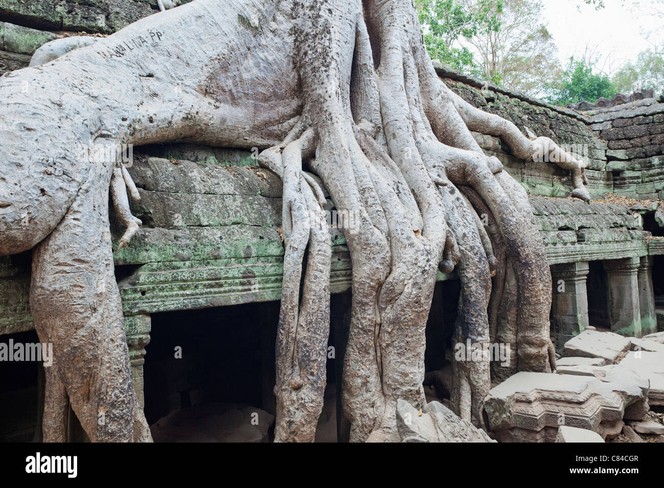 Kambodscha, Siem Reap, Angkor, Ta Prohm Tempel Stockfoto