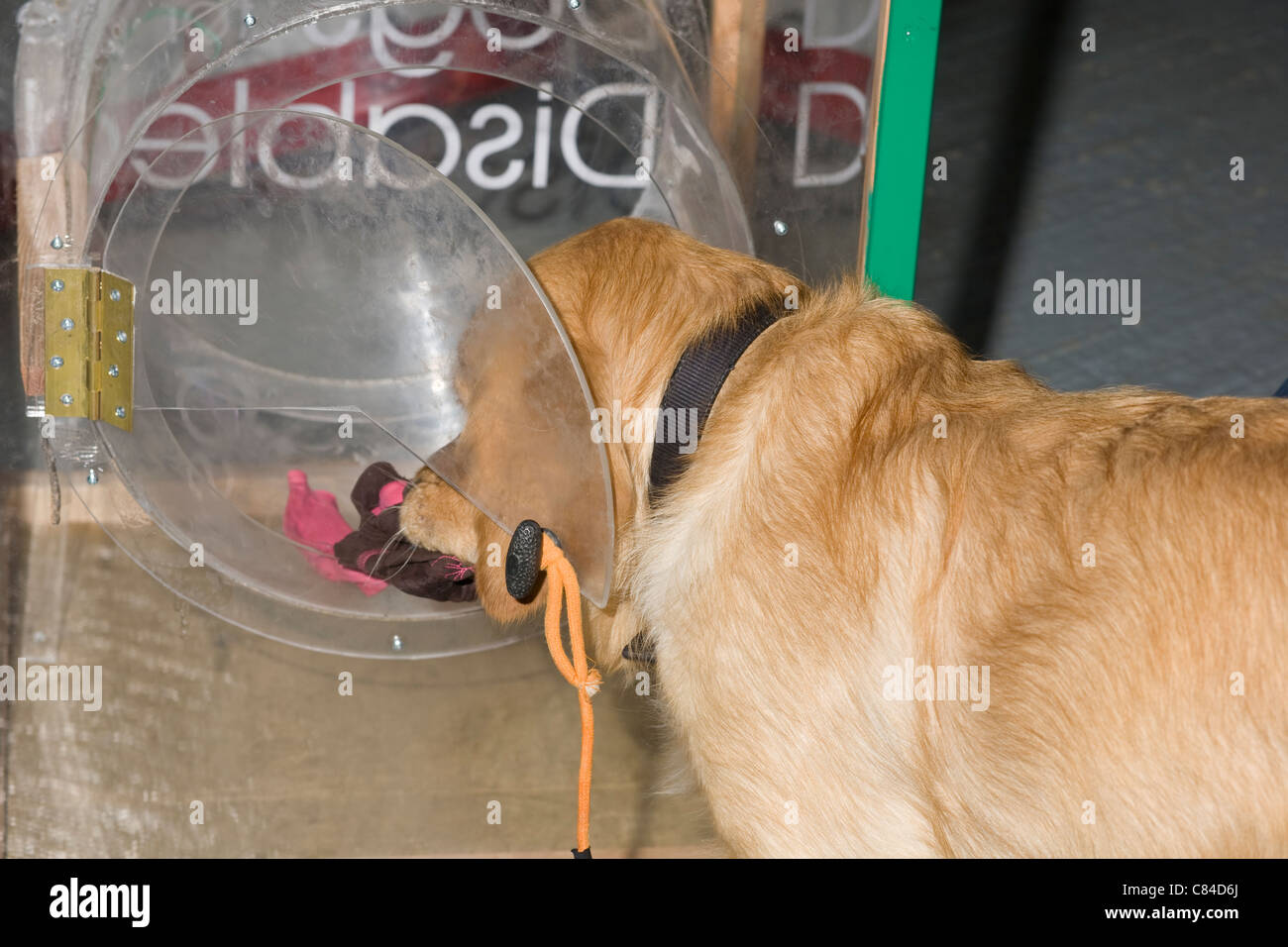 Trickett, ein Trainee Assistance Dog mit Hunden für Behinderte demonstriert das Entfernen von Gegenständen aus der Waschmaschine Stockfoto