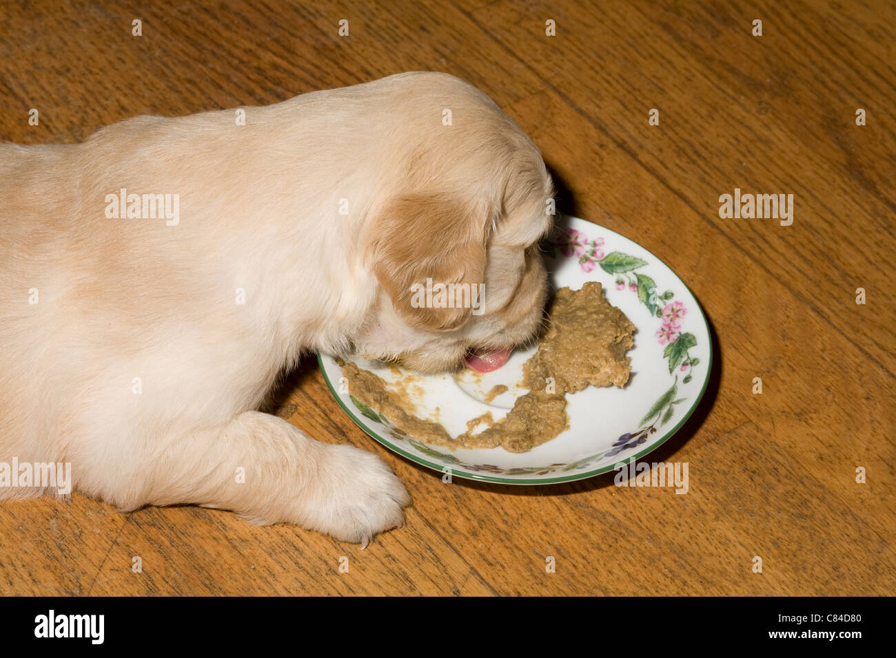 Royal canin welpenfutter -Fotos und -Bildmaterial in hoher Auflösung – Alamy