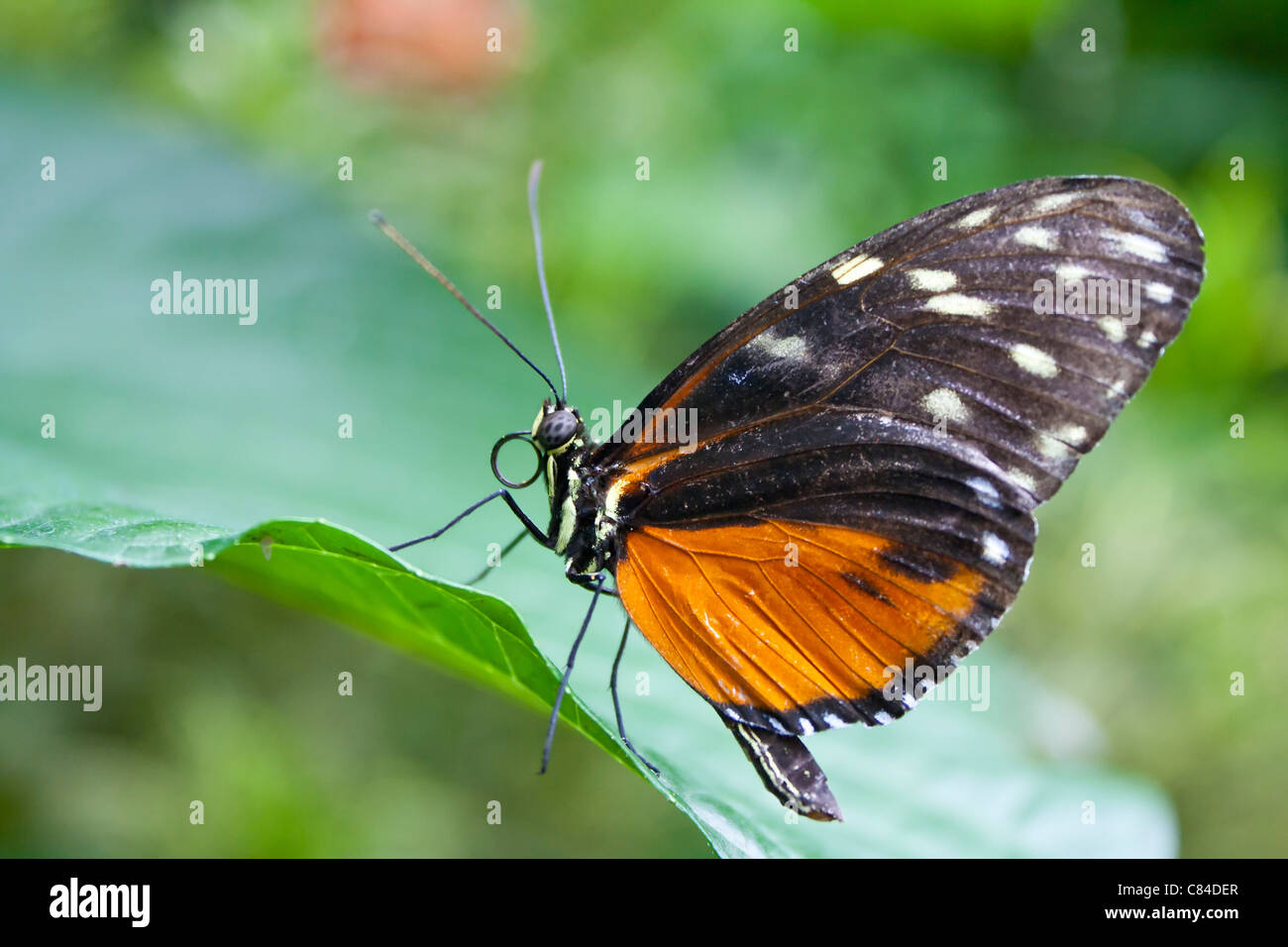Schmetterling, Heliconius Aigeus aus Costa Rica Stockfoto