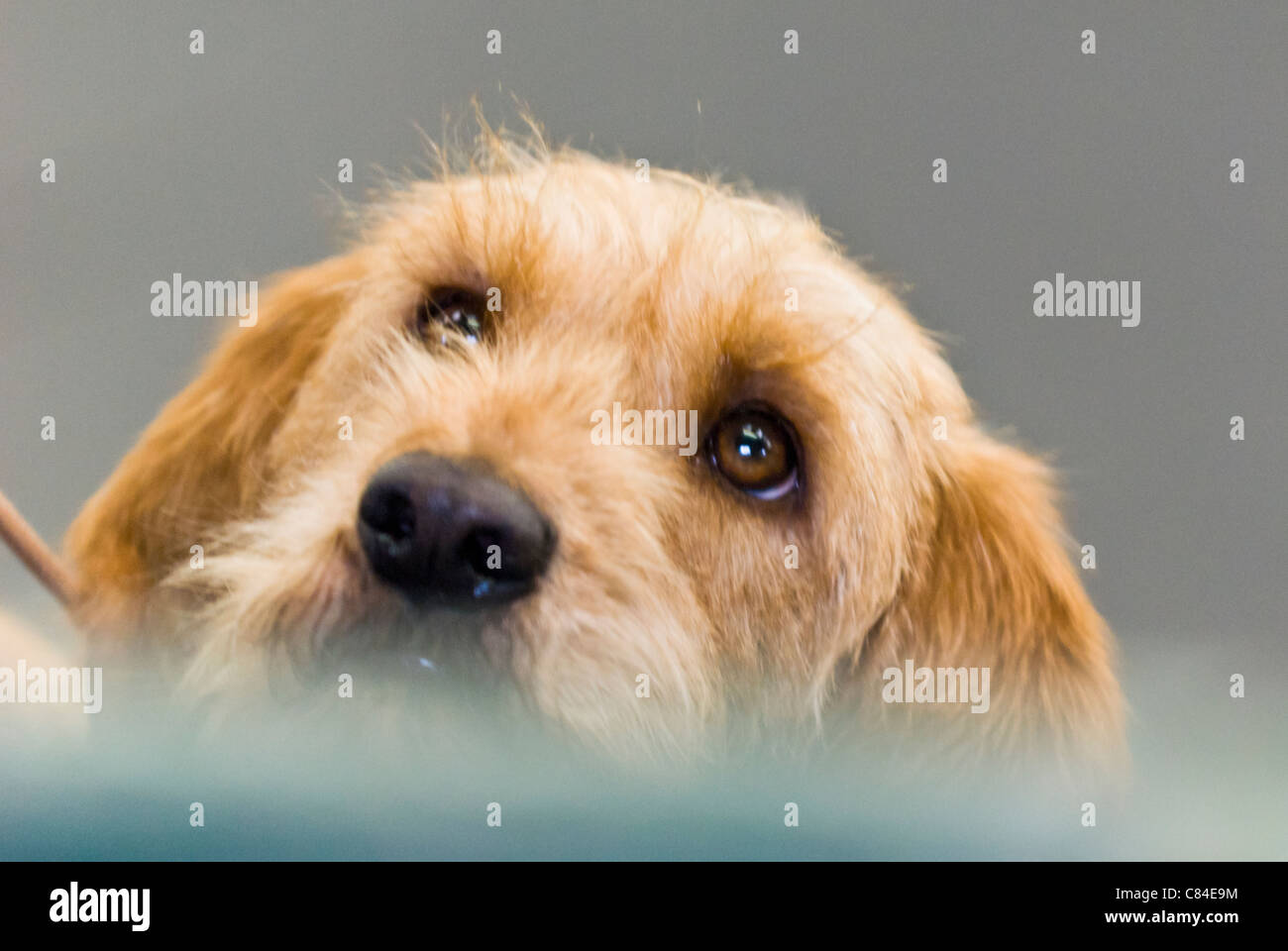 Basset Fauve de Bretagne auf einer Hundeausstellung gezeigt werden Stockfoto