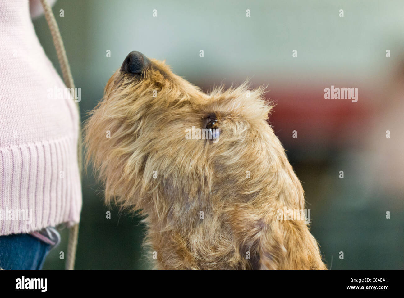 Basset Fauve de Bretagne auf einer Hundeausstellung gezeigt werden Stockfoto