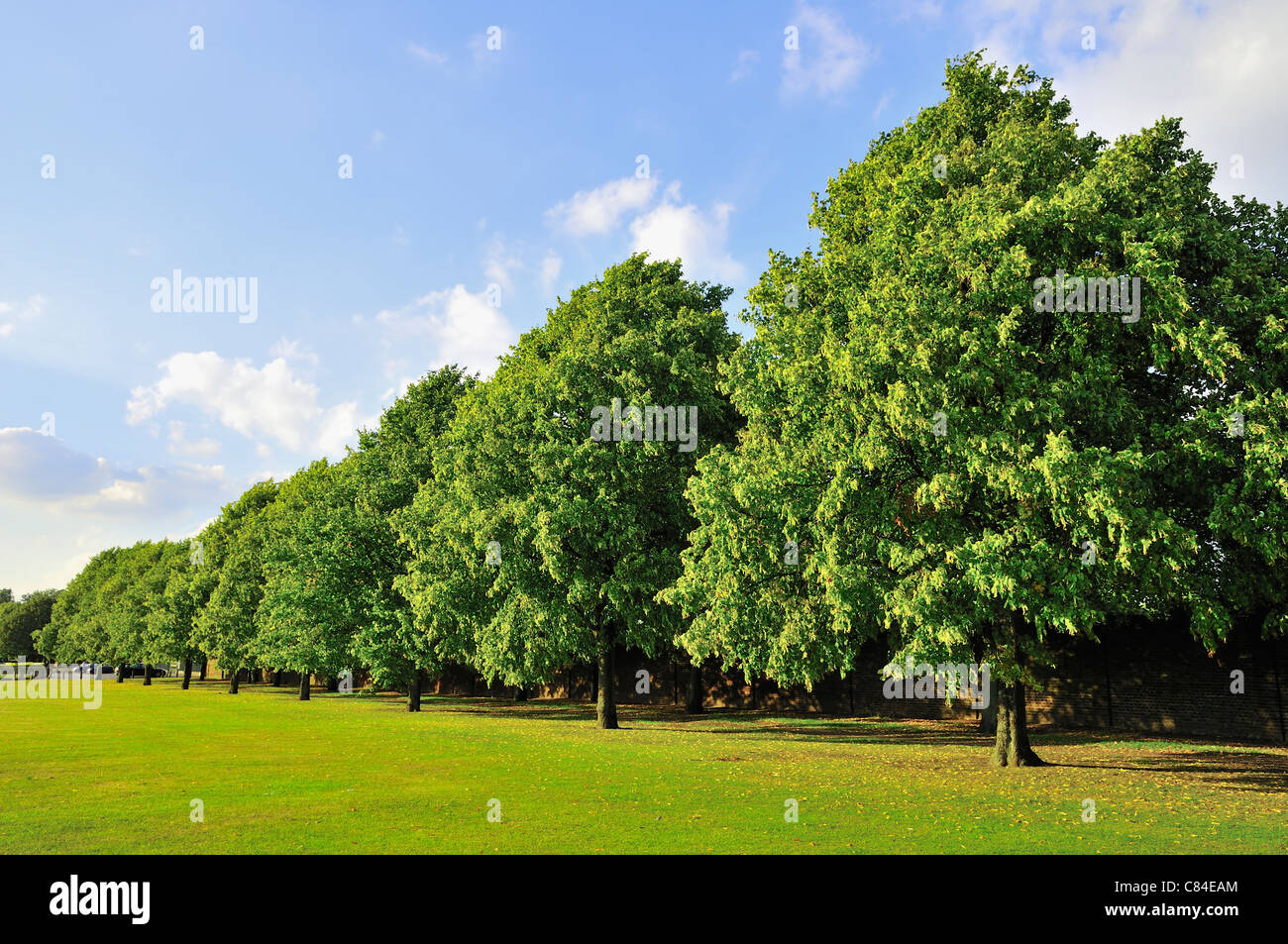 Reihe von Bäumen in einem Londoner Park im Sommer Stockfoto
