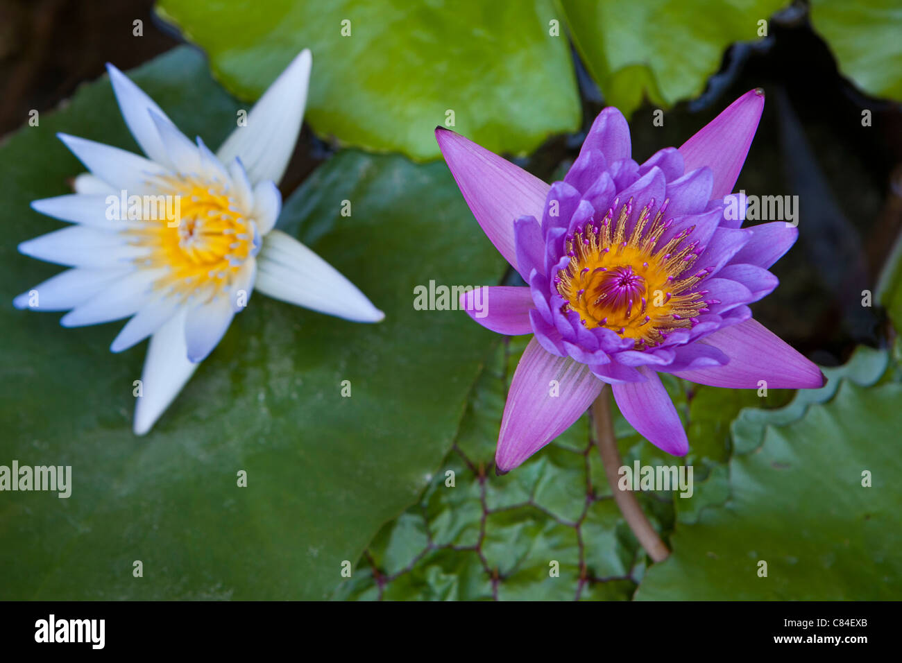 zwei Wasser Lilien, weiße und violette Stockfoto