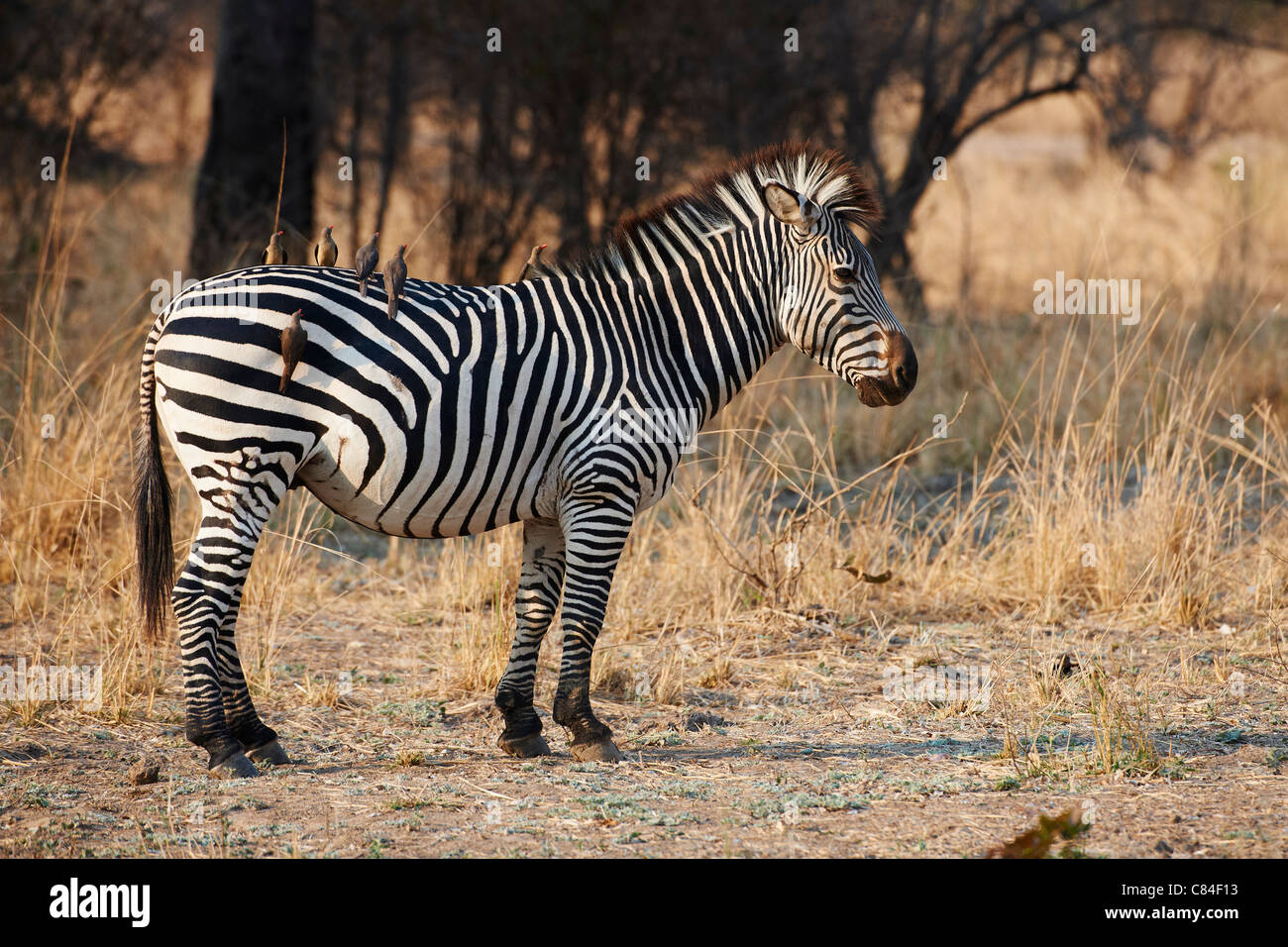 Ebenen Zebra oder Burchell Zebra, Equus Quagga, South Luangwa Nationalpark, Sambia, Afrika Stockfoto