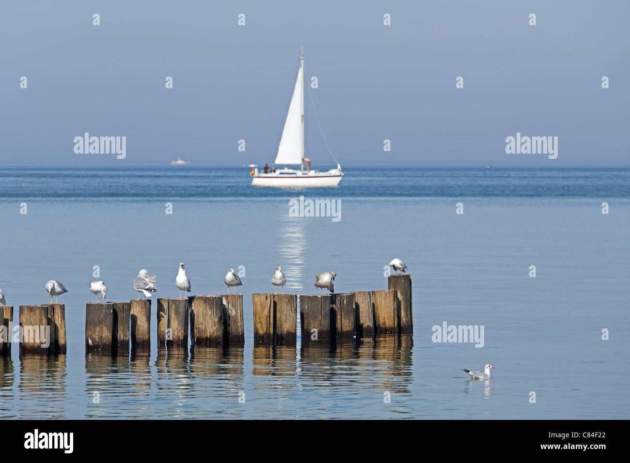 Möwen auf einer Leiste und Segelboote, Ostsee, Ostsee, Mecklenburg-West Pomerania, Deutschland Stockfoto