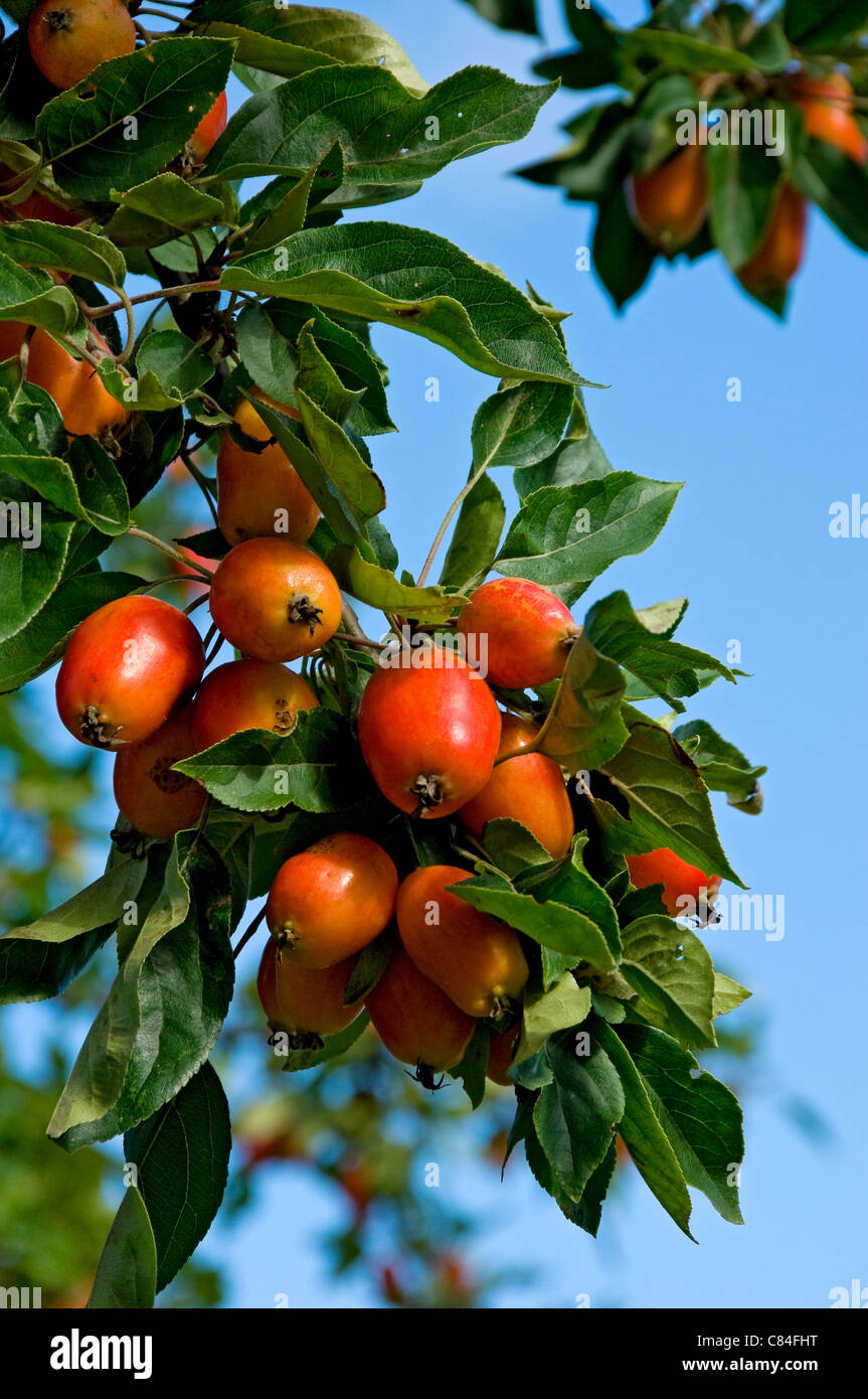 Nahaufnahme von Obstäpfeln auf Krabbenapfelbaum Im Sommer England GB Vereinigtes Königreich GB Großbritannien Stockfoto