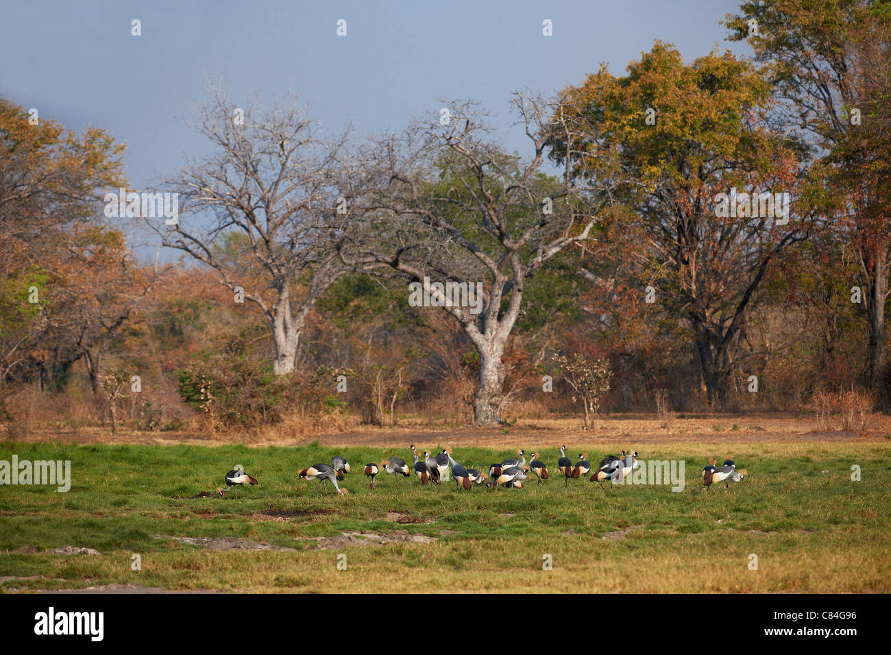 Gruppe von Black gekrönte Kräne, schwarz gekrönter Kran Balearica Pavonina, South Luangwa Nationalpark, Sambia, Afrika Stockfoto