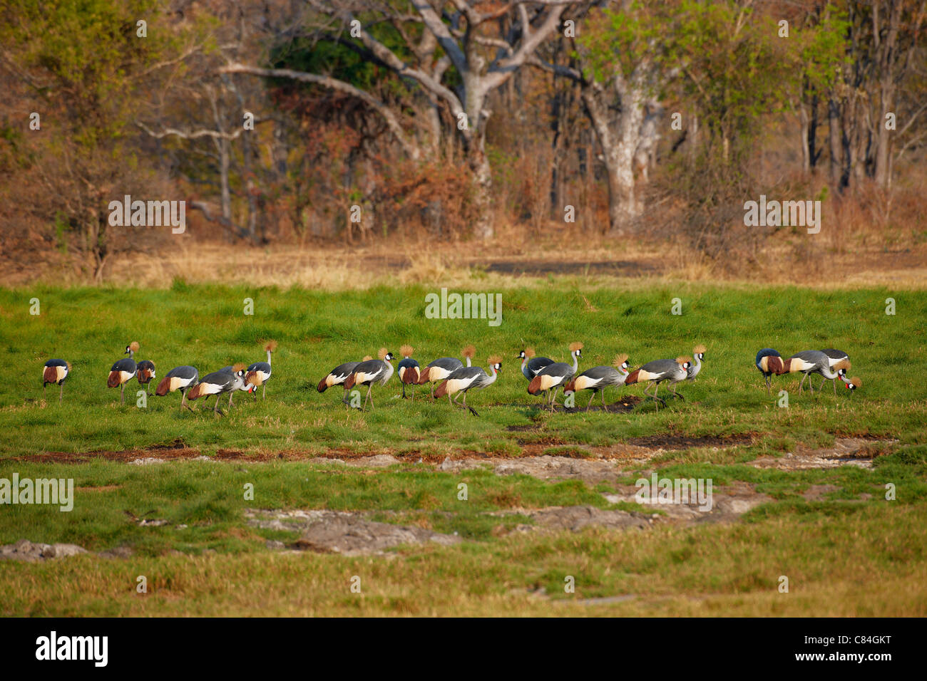 Gruppe von Black gekrönte Kräne, schwarz gekrönter Kran Balearica Pavonina, South Luangwa Nationalpark, Sambia, Afrika Stockfoto