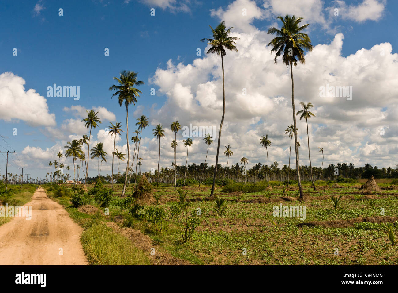 Kokosnuss-Plantage mit Setzlingen aufgeforstet und intercropped mit Bohnen, Quelimane, Mosambik Stockfoto