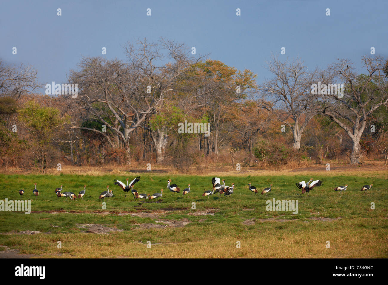 Gruppe von Black gekrönte Kräne, schwarz gekrönter Kran Balearica Pavonina, South Luangwa Nationalpark, Sambia, Afrika Stockfoto