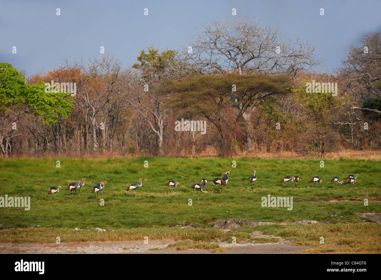 Gruppe von Black gekrönte Kräne, schwarz gekrönter Kran Balearica Pavonina, South Luangwa Nationalpark, Sambia, Afrika Stockfoto