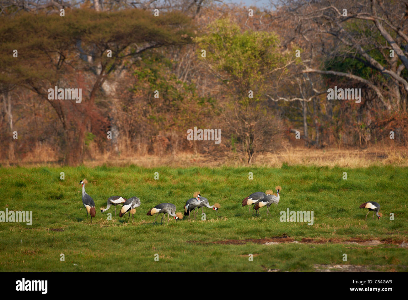 Gruppe von Black gekrönte Kräne, schwarz gekrönter Kran Balearica Pavonina, South Luangwa Nationalpark, Sambia, Afrika Stockfoto