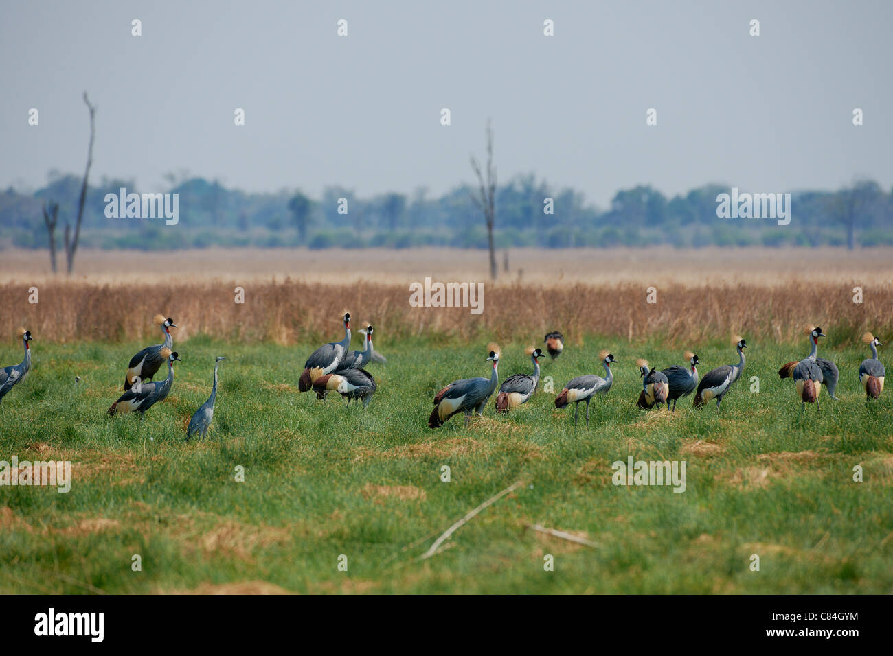 Gruppe von Black gekrönte Kräne, schwarz gekrönter Kran Balearica Pavonina, South Luangwa Nationalpark, Sambia, Afrika Stockfoto