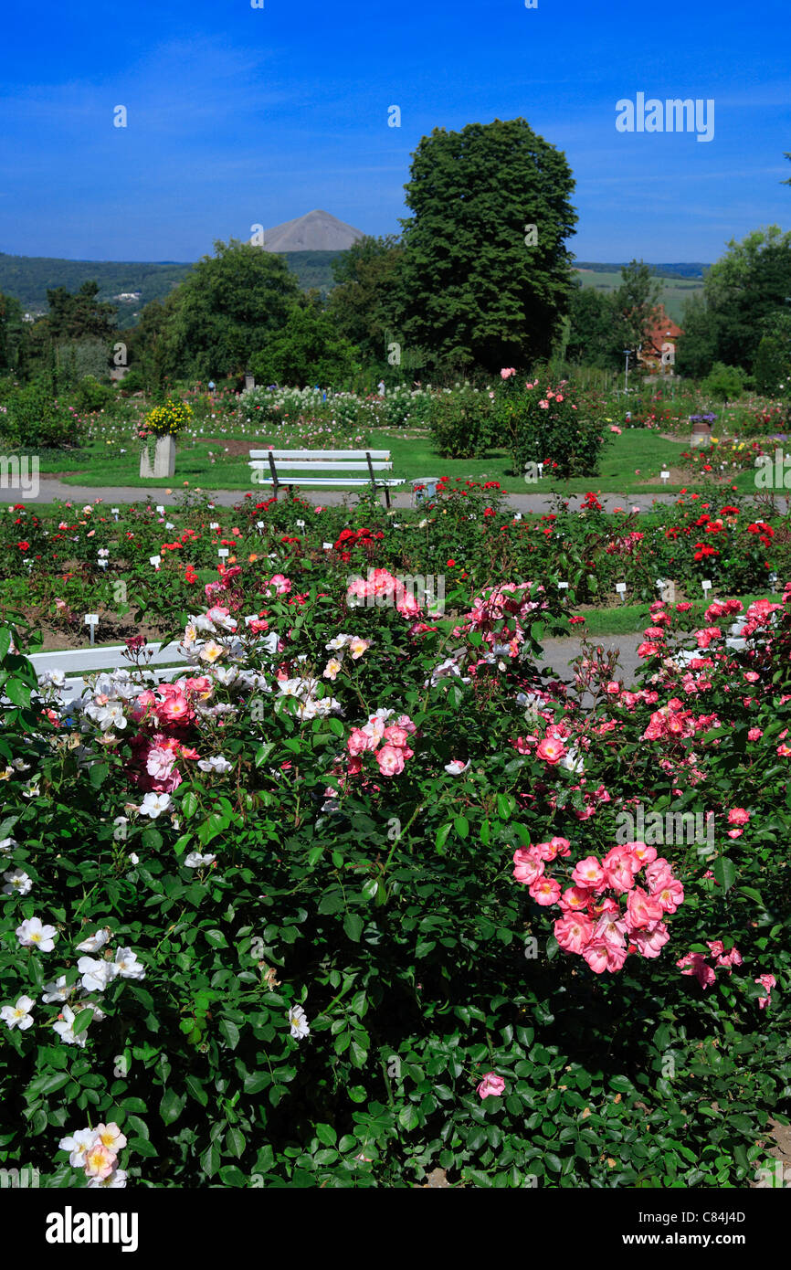 Europa Rosarium Sangerhausen, Sachsen-Anhalt, Deutschland, Europa Stockfoto