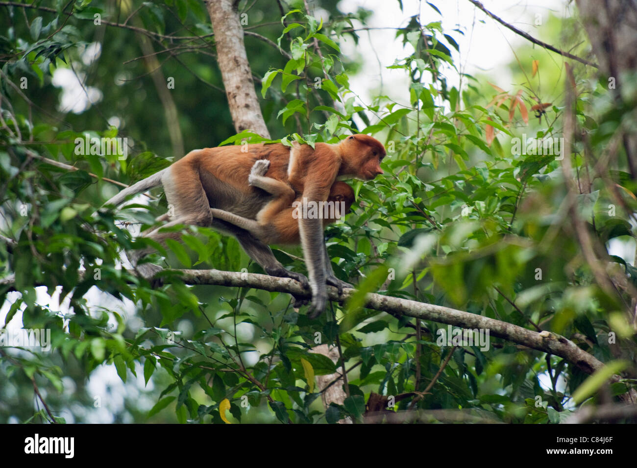 wilde Nasenaffe, Sungai Kinabatangan Fluss, Sabah, Borneo, Malaysia Stockfoto