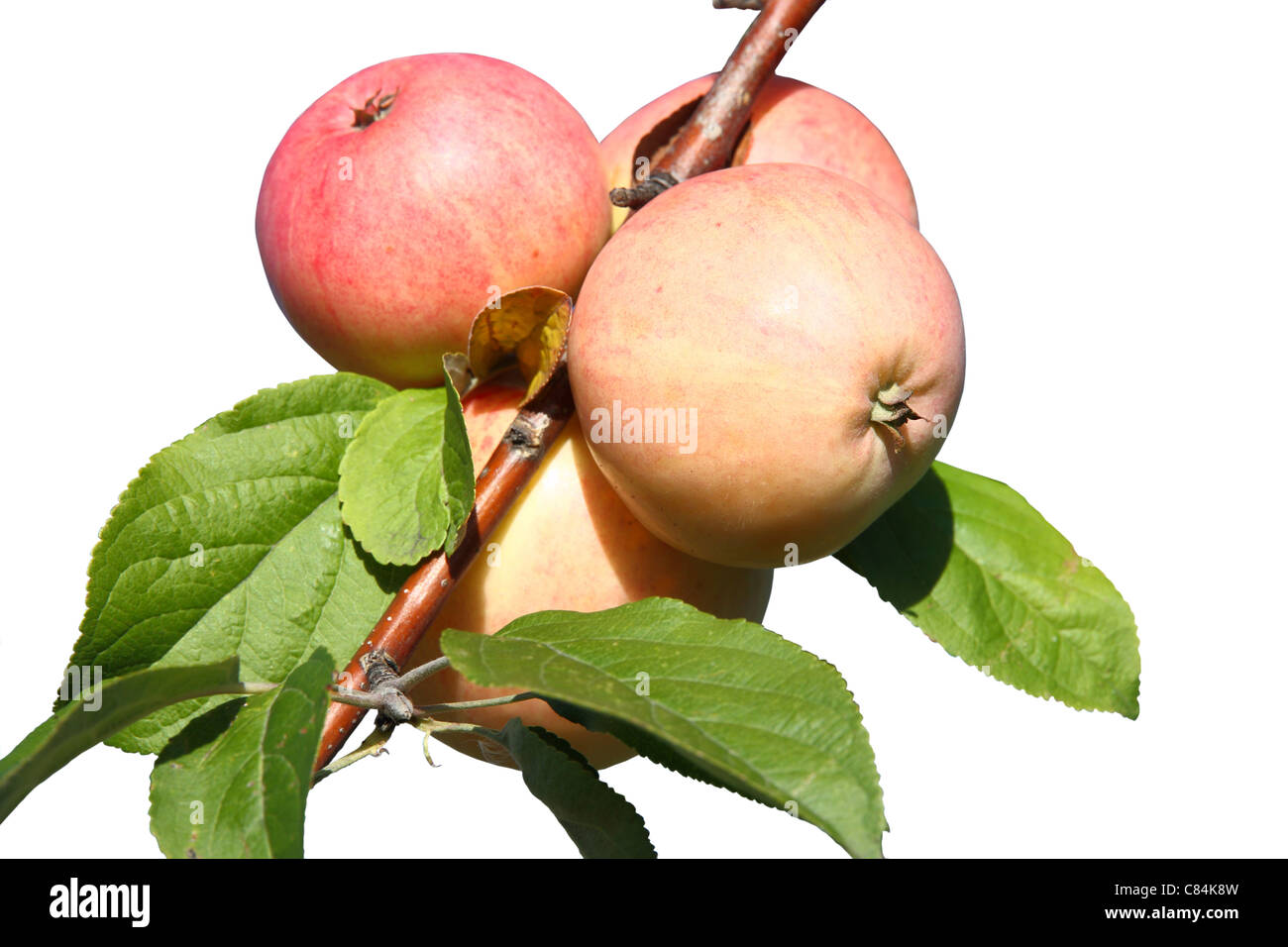 Äpfel auf einem Ast isoliert auf weißem Hintergrund Stockfoto