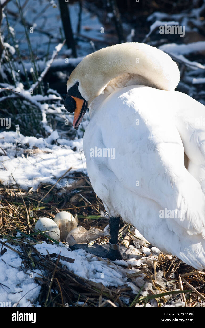 Höckerschwan mit Nest, drei Eiern und Schnee im April Stockfoto