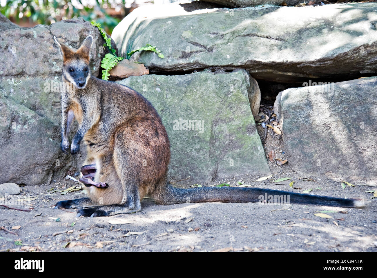 Eine Rote Necked Wallaby im Taronga Zoo Sydney New South Wales Australien Stockfoto