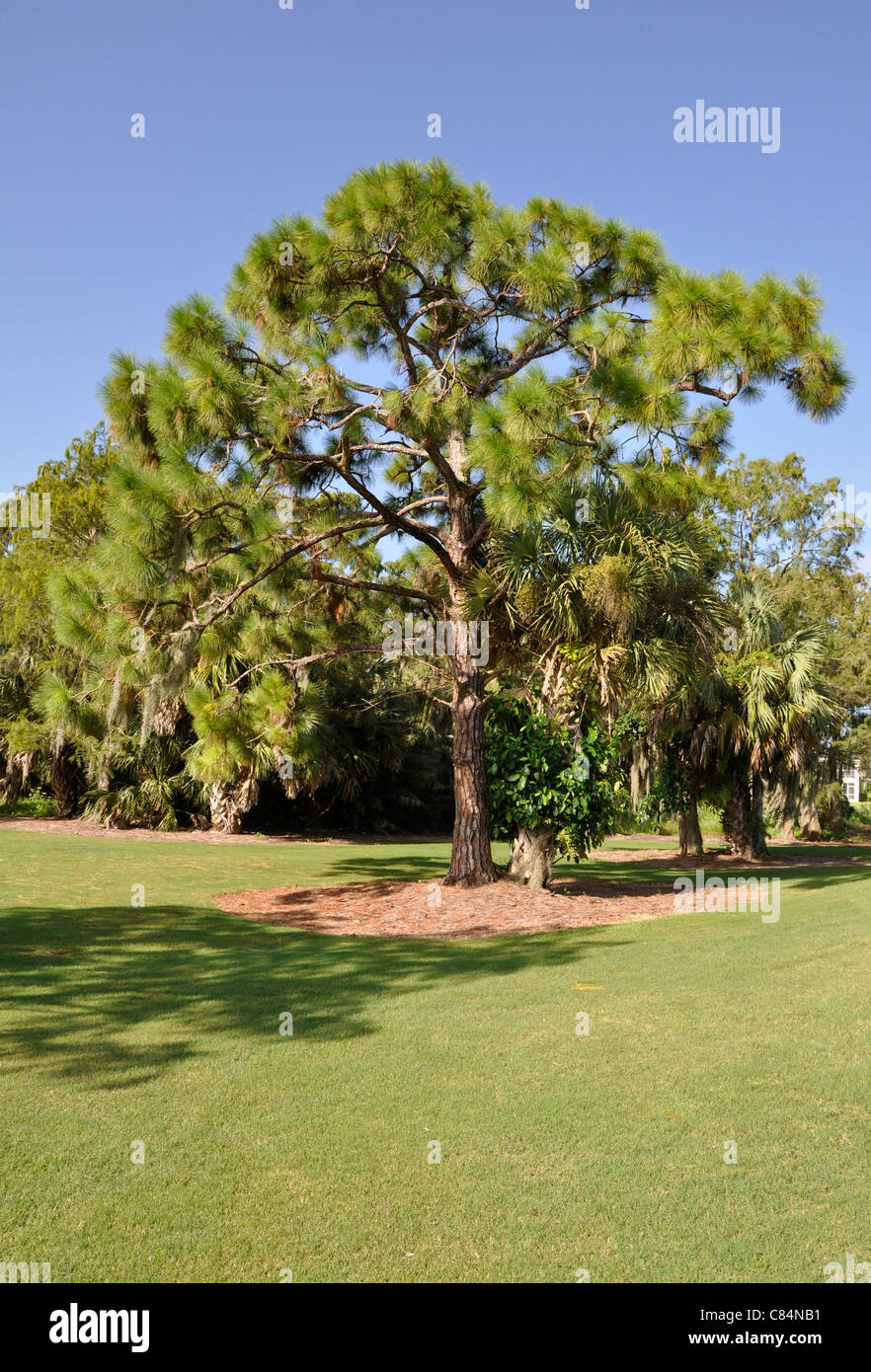 Ein immergrüner Baum von einer grünen Wiese in Naples, Florida Stockfoto