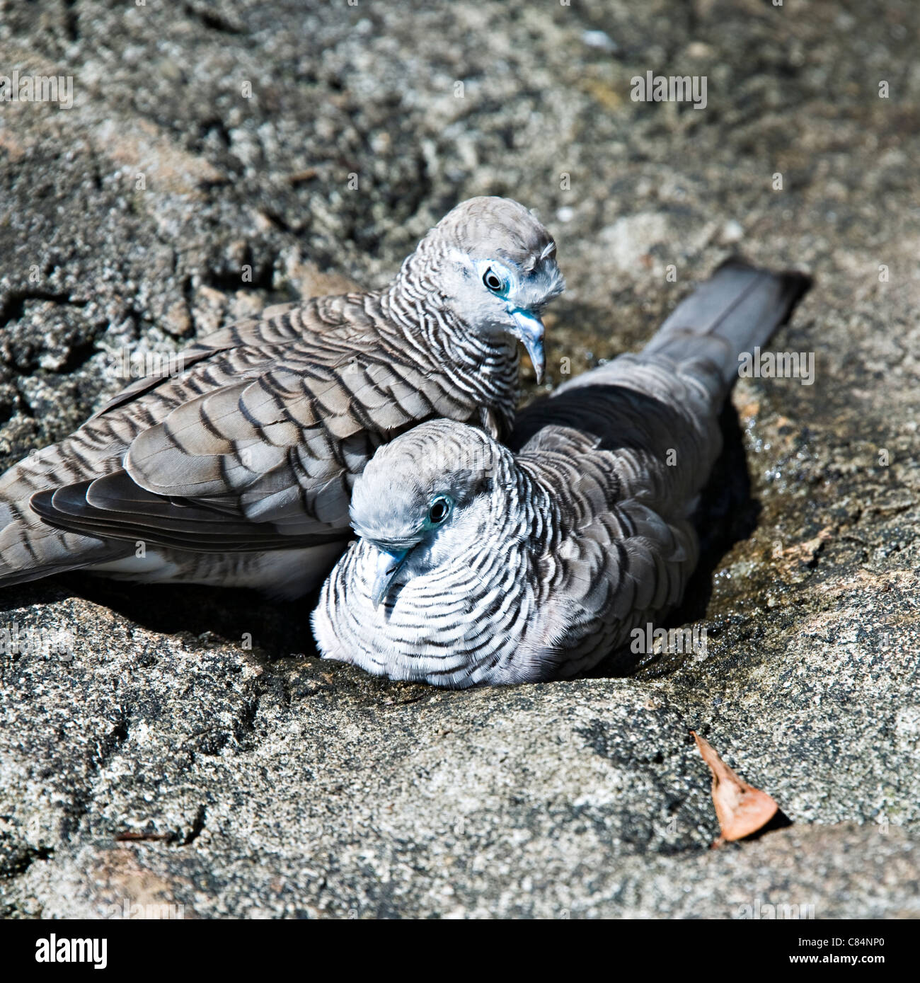 Ein paar ruhige Tauben australische gebürtige Vögel im Taronga Zoo Sydney New South Wales Australien Stockfoto