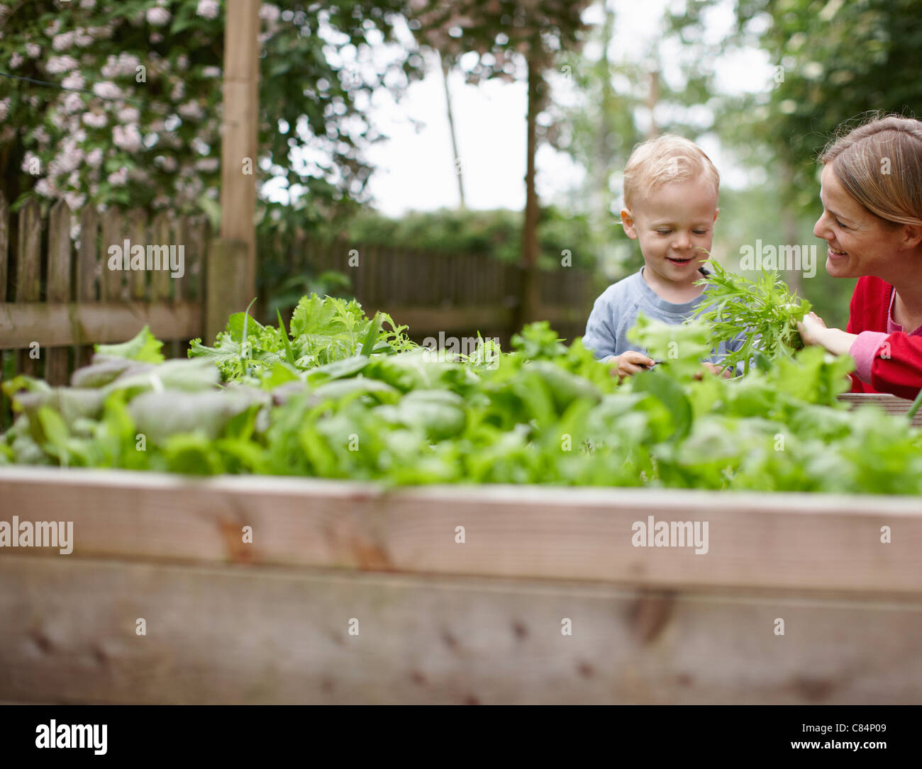 Mutter und Sohn untersuchen Pflanzen Stockfoto