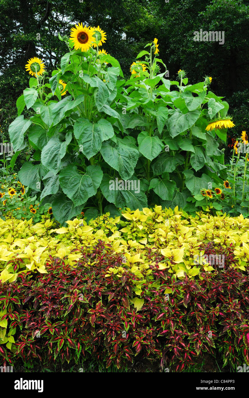 Garten-Gruppierung in Highland Park, Rochester, New York USA Stockfoto