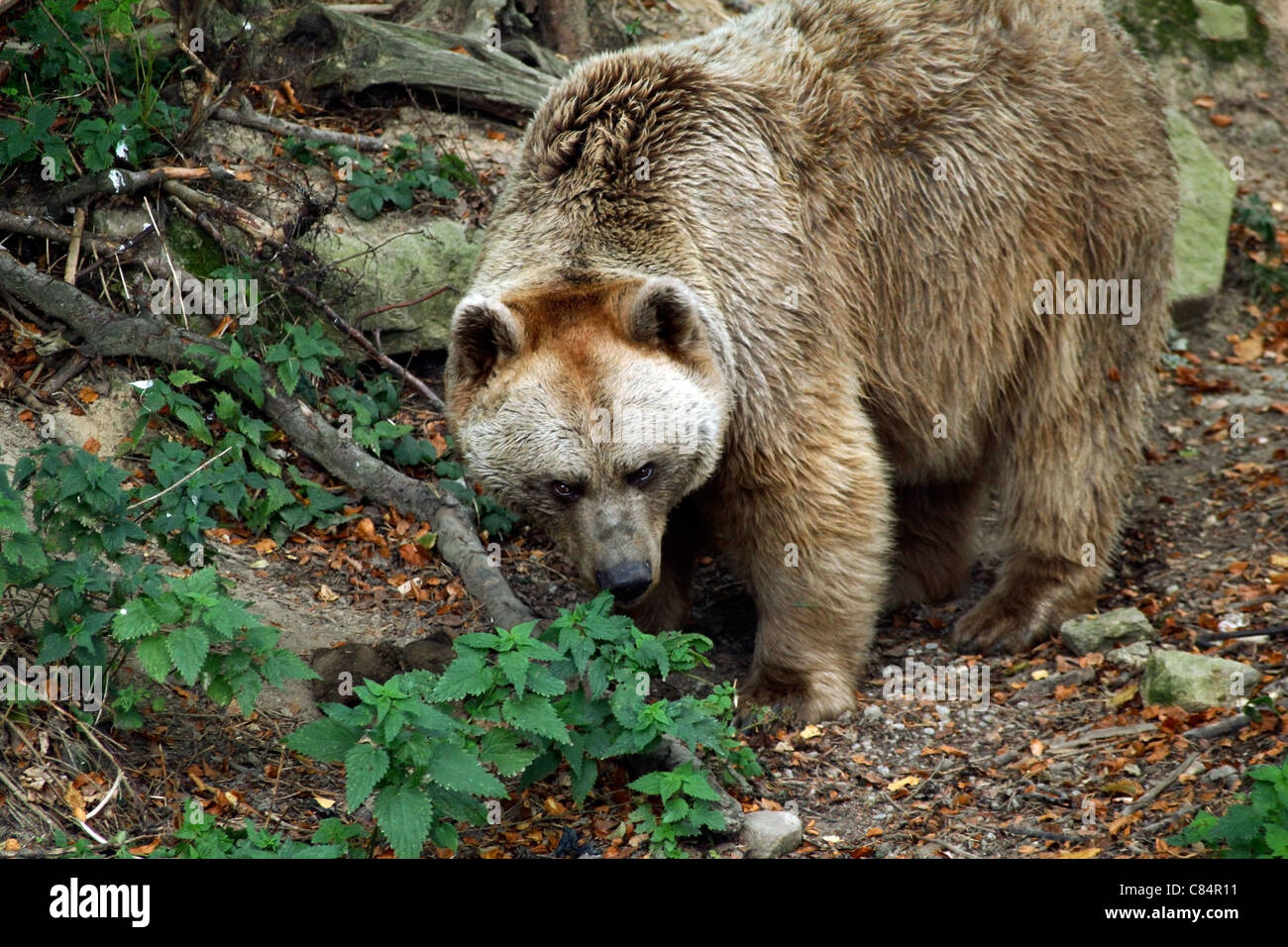 Brauner Bär | Braunbär Stockfoto