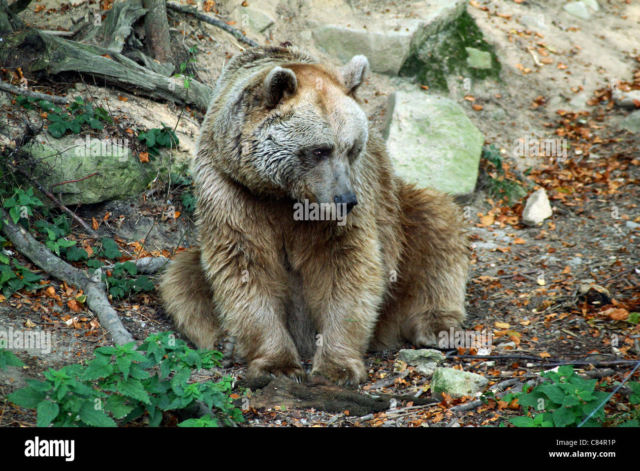 Grizzly Bear | Braunbär Stockfoto