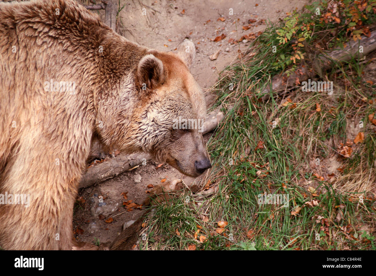 Brauner Bär | Braunbär Stockfoto