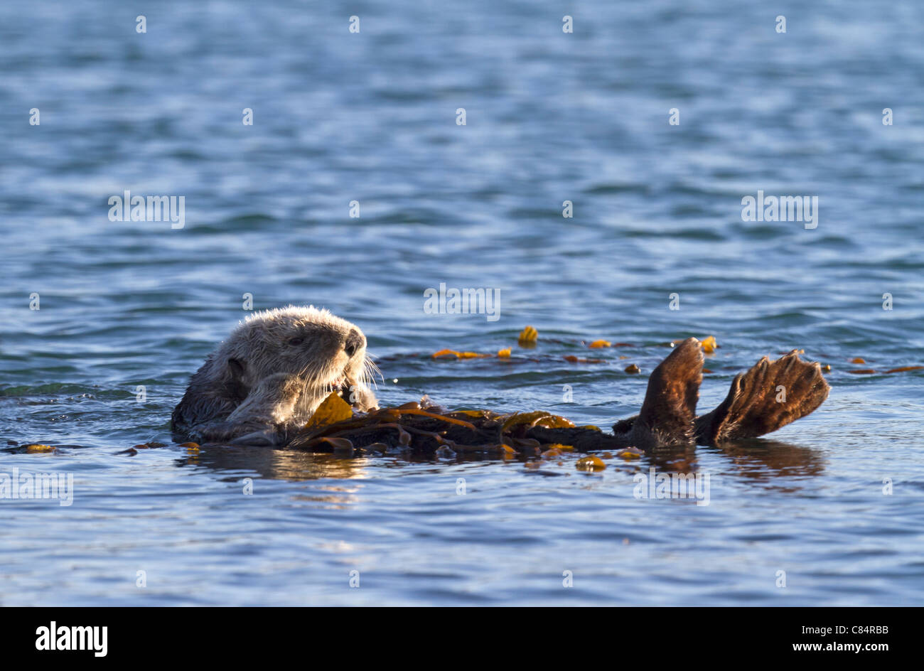 Sea Otter im Wasser (Enhydra Lutris) Stockfoto