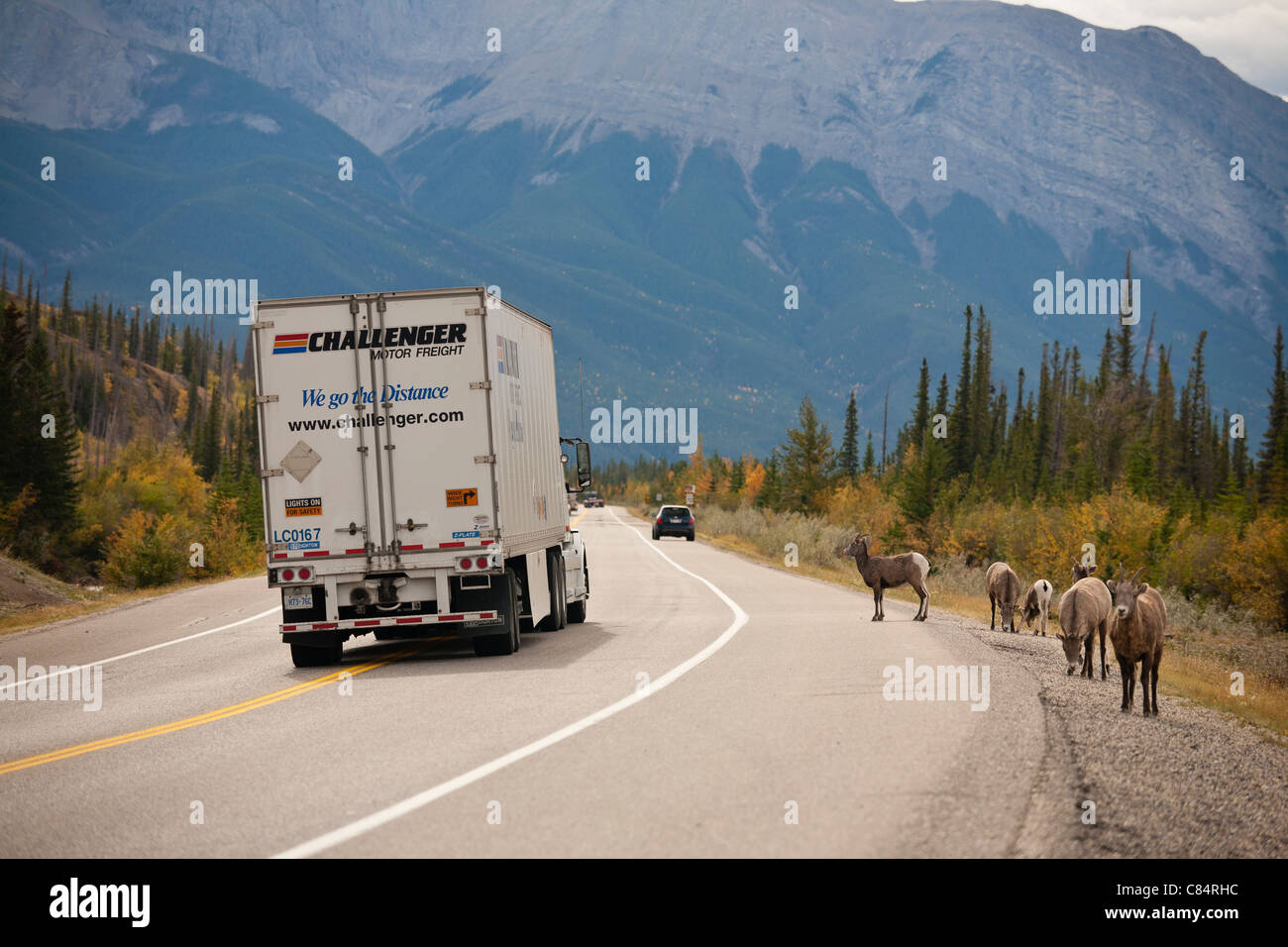 Bighorn Schafe am Straßenrand der Highway 16 mit rasenden Verkehr-Jasper National Park, Alberta, Kanada. Stockfoto