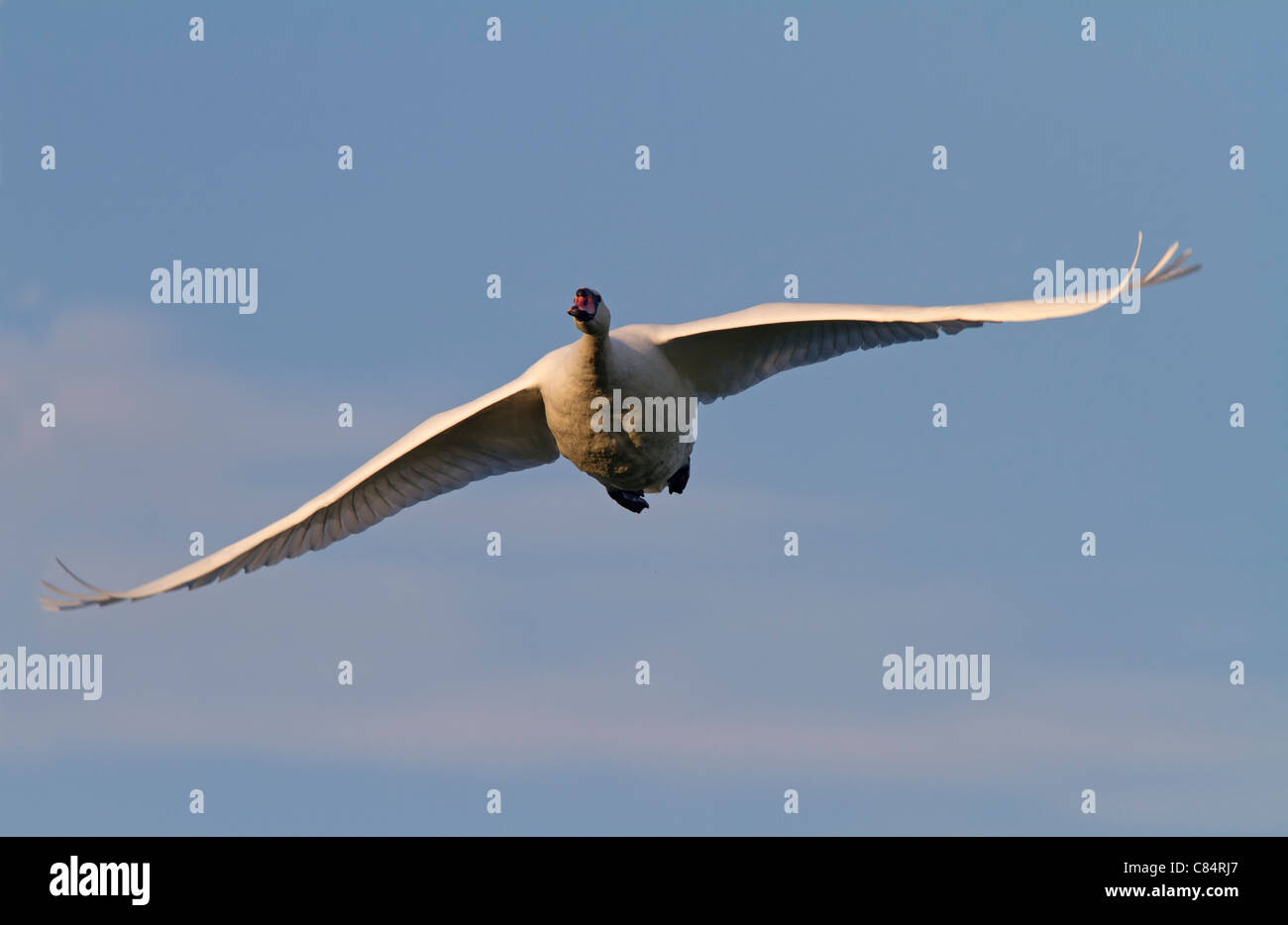 Weißer Schwan (Cygnus Olor) Stockfoto