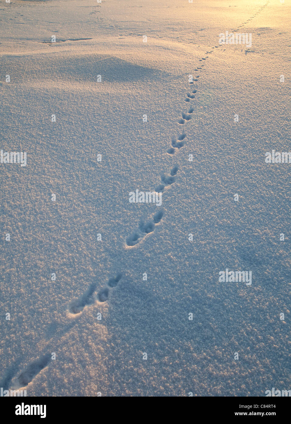 Tierspuren auf Schnee im Winter, Finnland Stockfoto