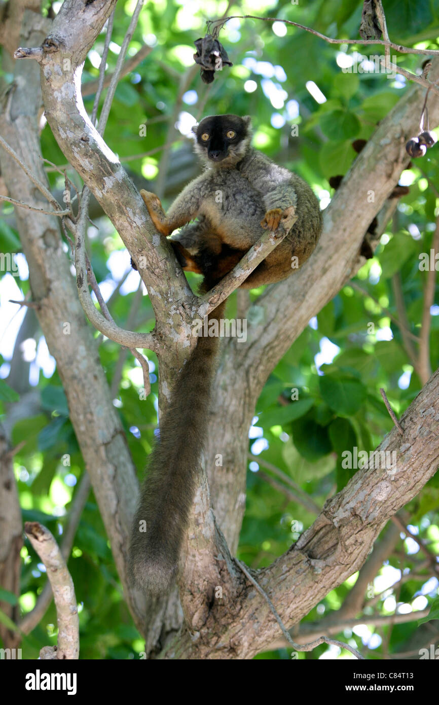 Madagaskar, gemeinsame brauner Lemur auf einem Baum Stockfoto