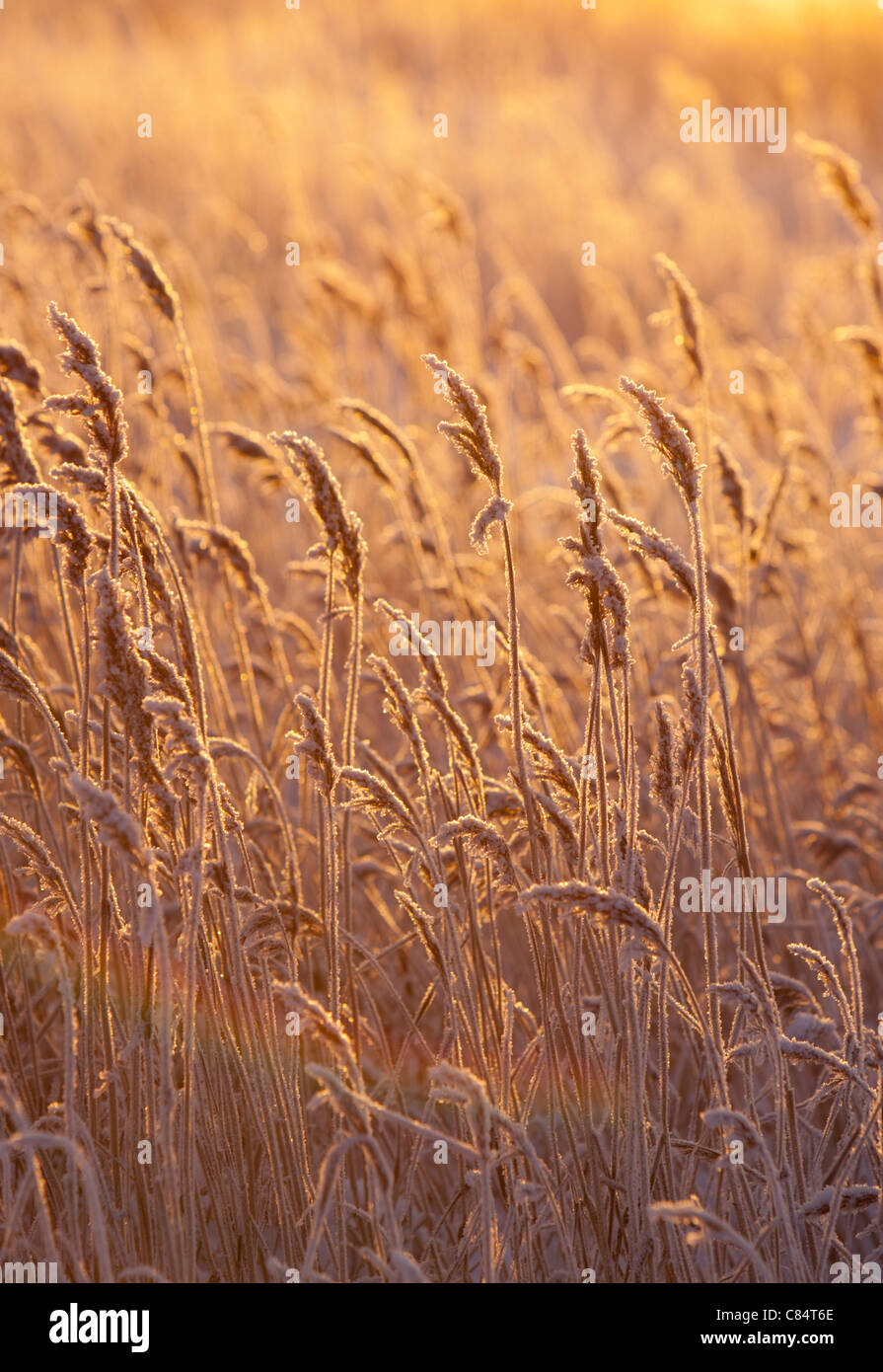 Frosty Canebrake (gemeines Schilf) im Winter, Finnland Stockfoto