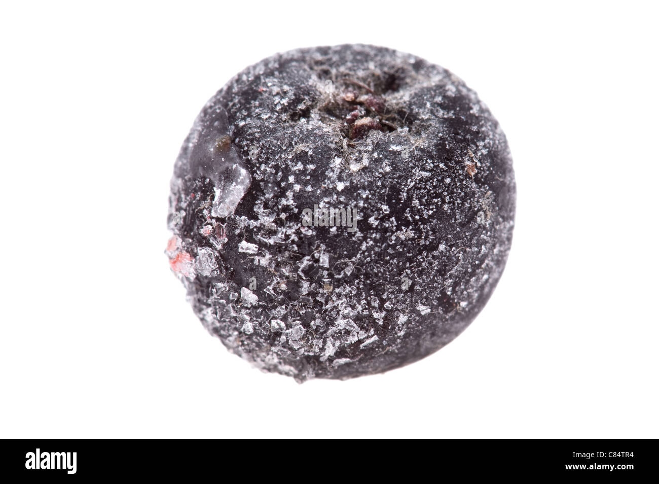 Objekt auf weiß - Essen Aronia im Eis Stockfoto