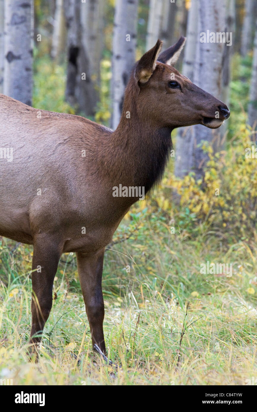 Eine reife Frau rut Elch im Herbst Stockfoto