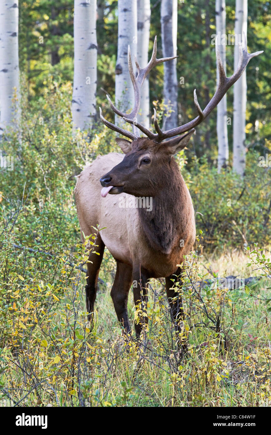 Eine reife Stier Elch in Brunft Haltung Stockfoto