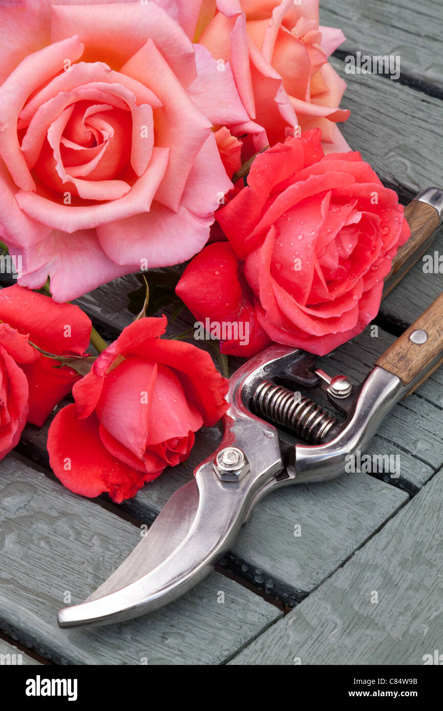 NAHAUFNAHME VON ROSEN UND GARTENSCHERE AUF LATTENROST HOLZTISCH IM GARTEN UK Stockfoto