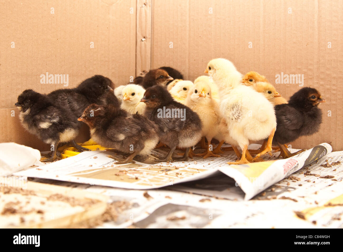 Neugeborenen gemischt Rasse Huhn Eintagsküken. Hampshire, England. Stockfoto