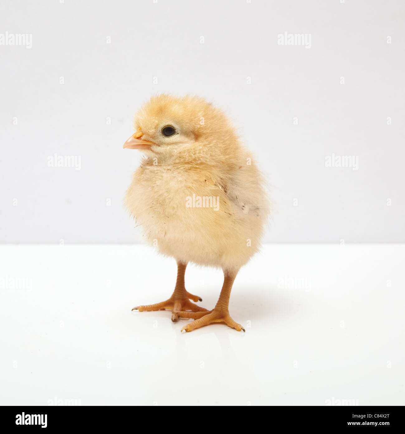 Küken Huhn auf eine Studio-Hintergrund. Hampshire, England. Stockfoto