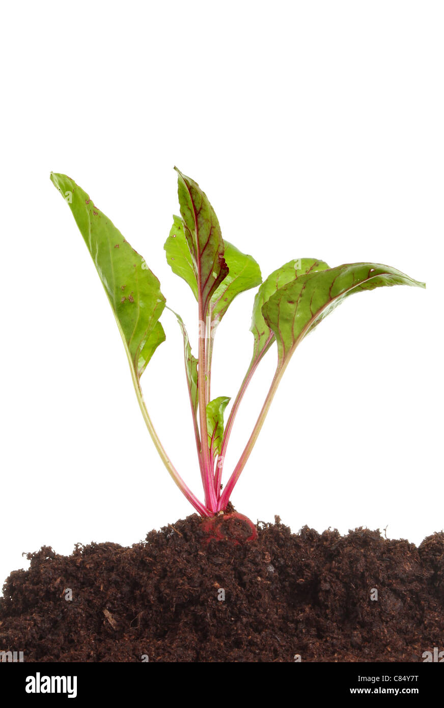 Rote Beete-Pflanze, die im Boden vor einem weißen Hintergrund Stockfoto