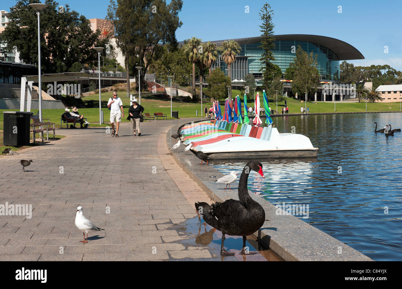 Eine australische Black Swan watschelnd entlang der Esplanade von Torrens River in Adelaide South Australia SA Stockfoto