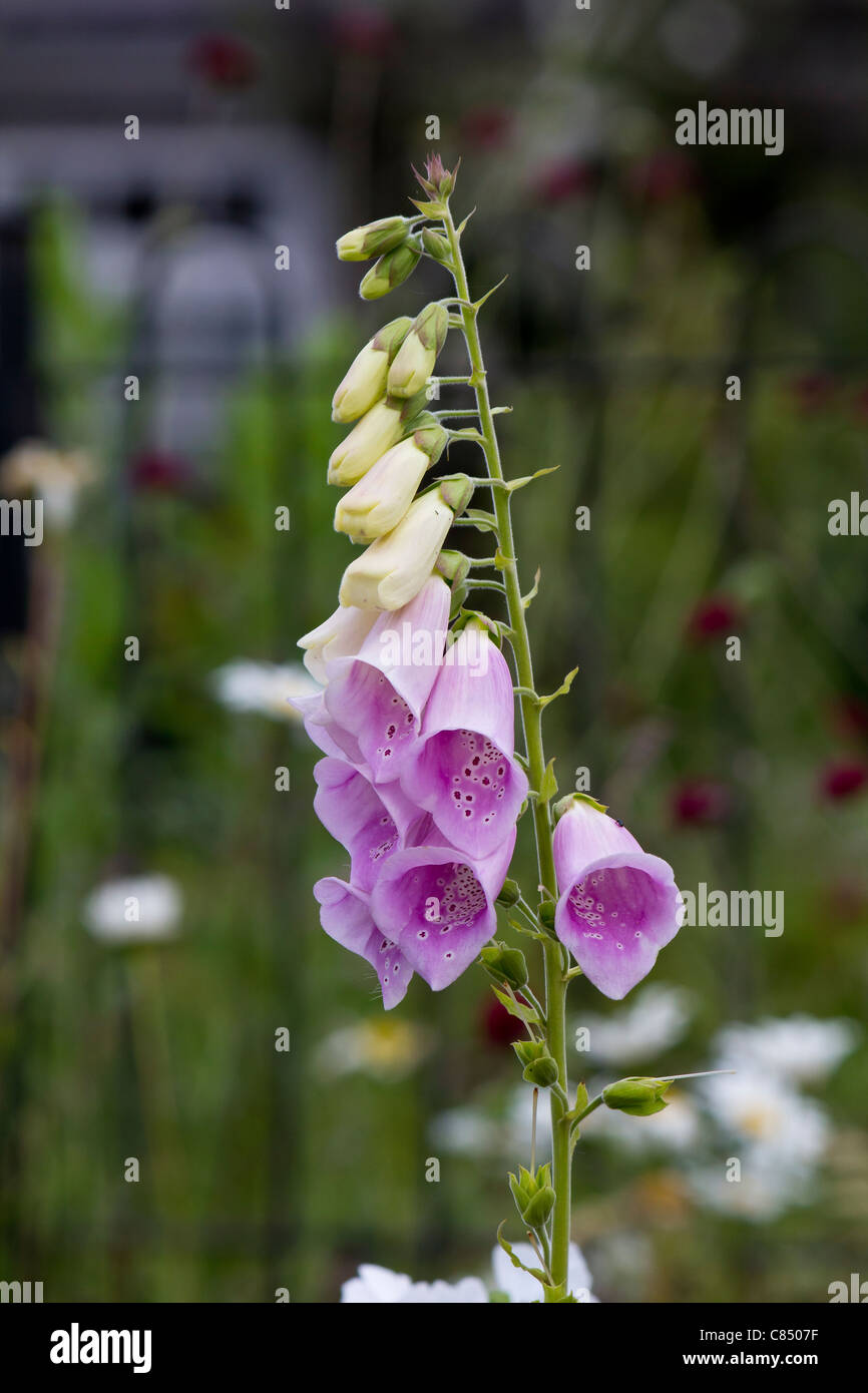 Ein schöner Lila gefärbt frisch eröffnete Fingerhut Blume Stockfoto