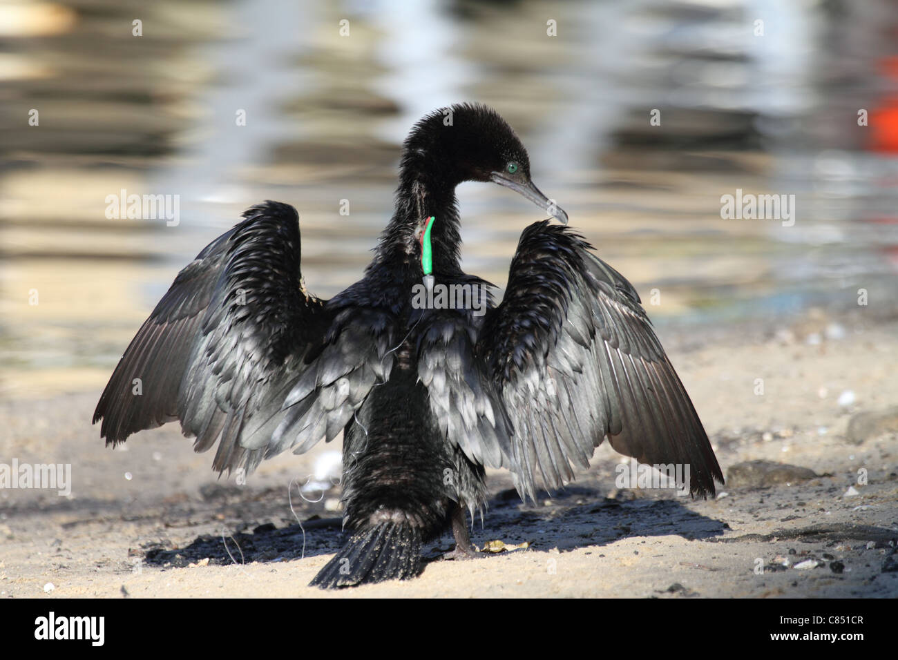 Kleine schwarze Kormoran mit Angelausrüstung, eingebettet im Rücken Stockfoto