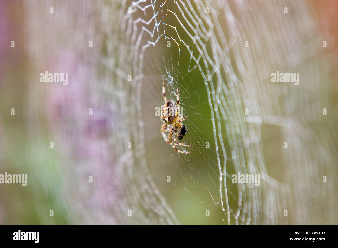 Spider web Stockfoto