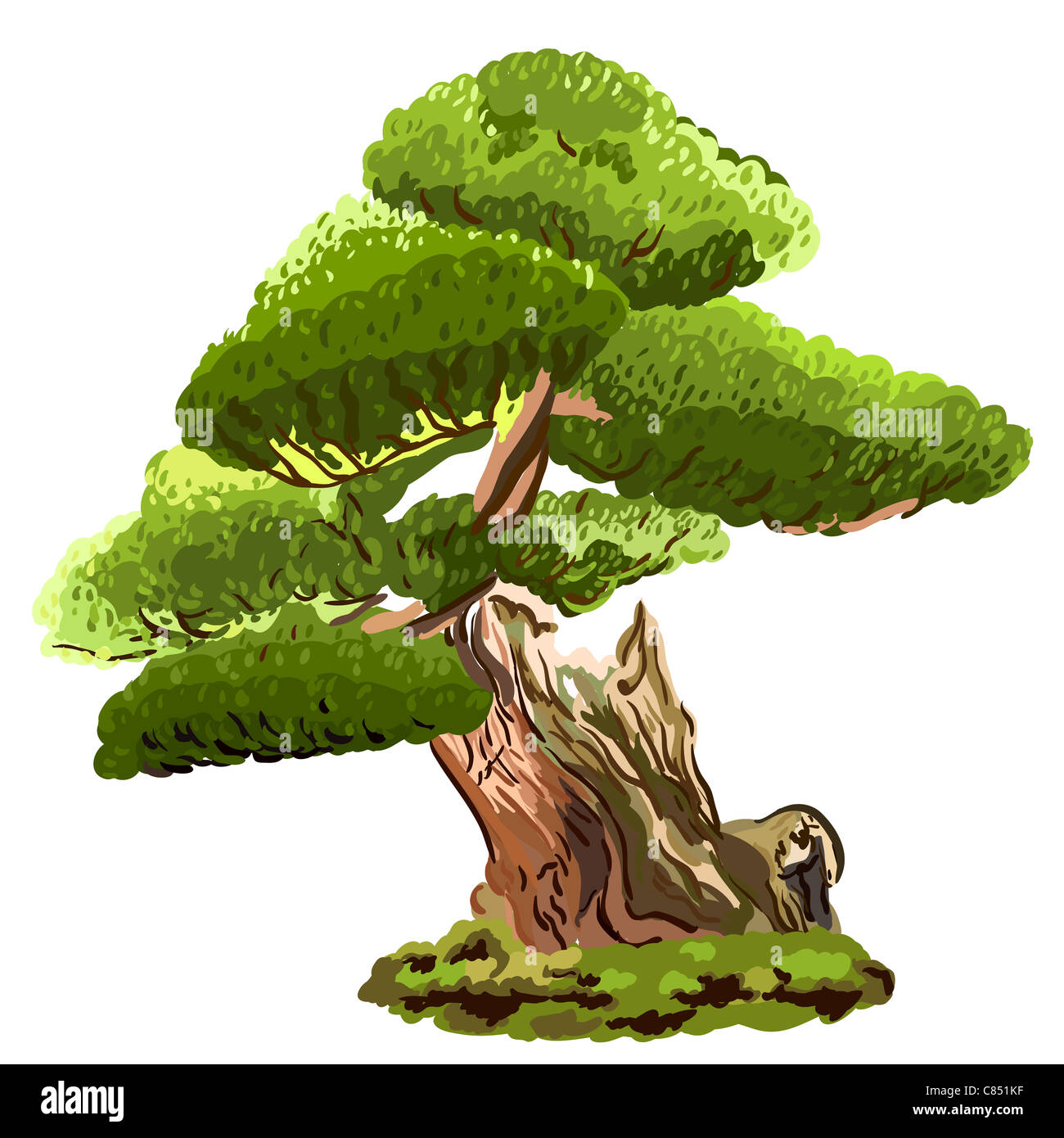 alten Pinie mit einem gebogenen Stamm in einen weißen Hintergrund Stockfoto