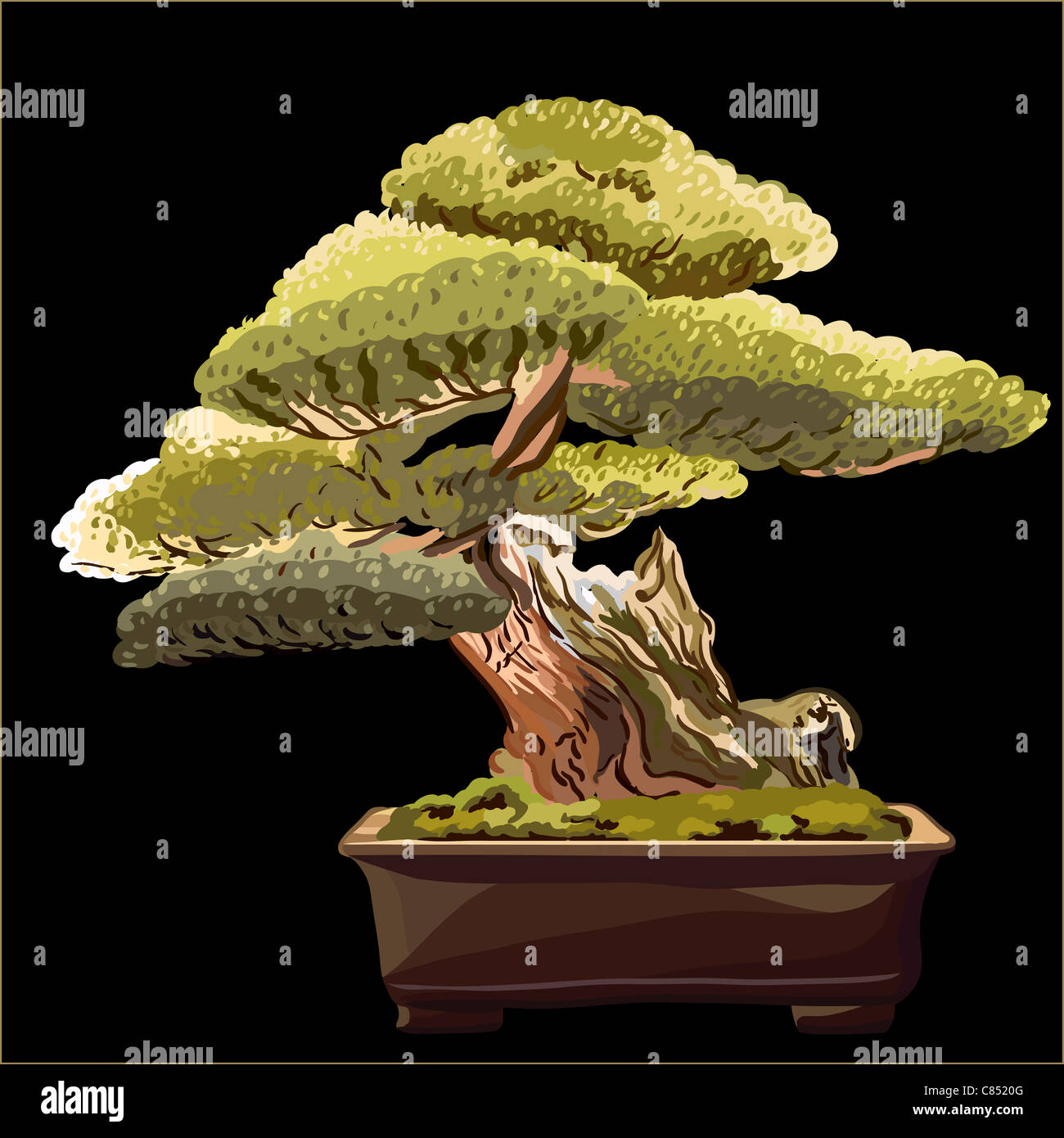 Miniatur-Kiefer mit einem gebogenen Stamm in einem Topf Stockfoto