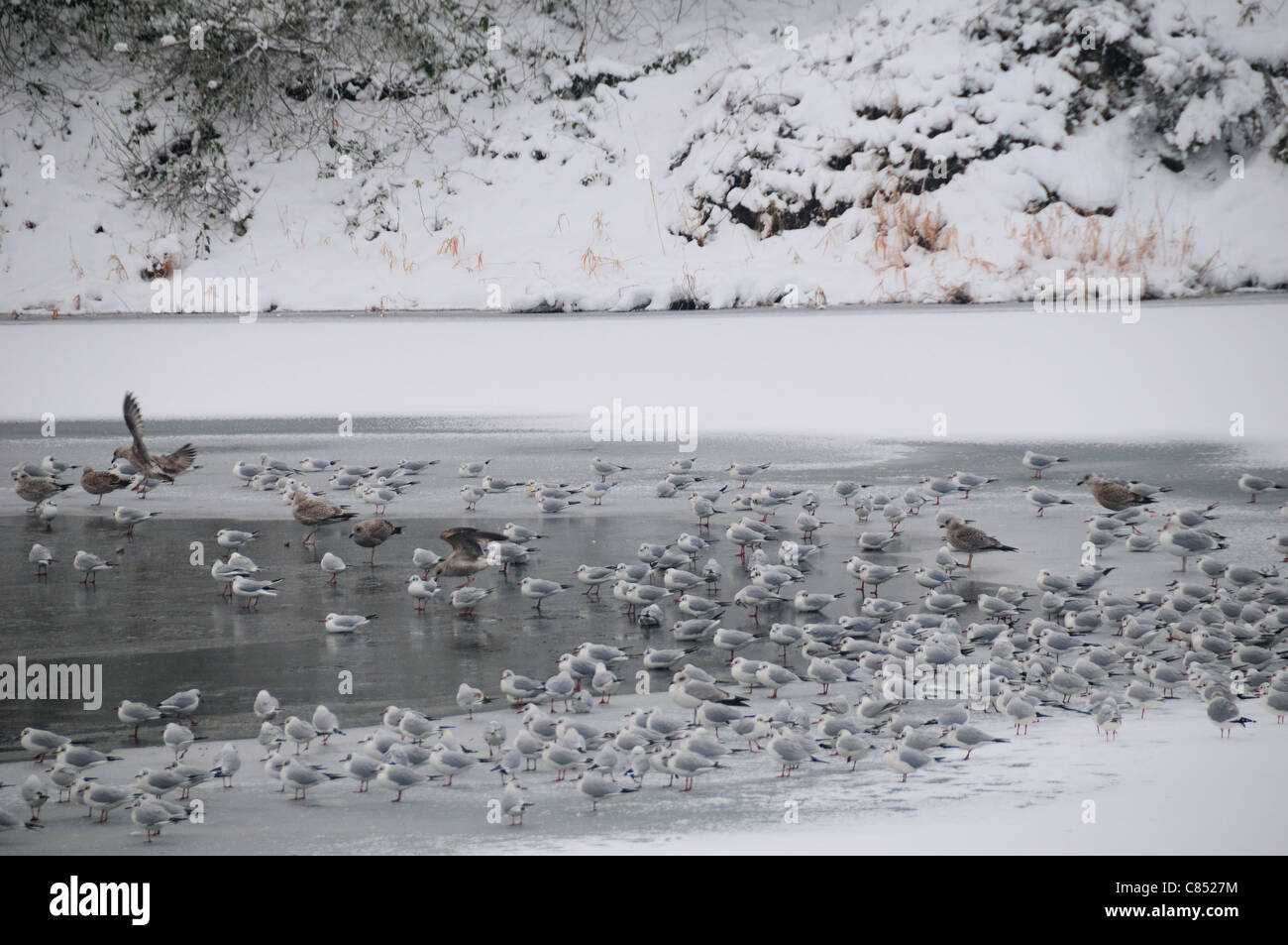 Wintervögel um den gefrorenen Teich Stockfoto